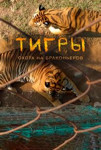 Тигры: Охота на браконьеров